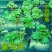 象耳萍水浮莲水养草水生植物池塘鱼缸造景养殖净化水质水培花