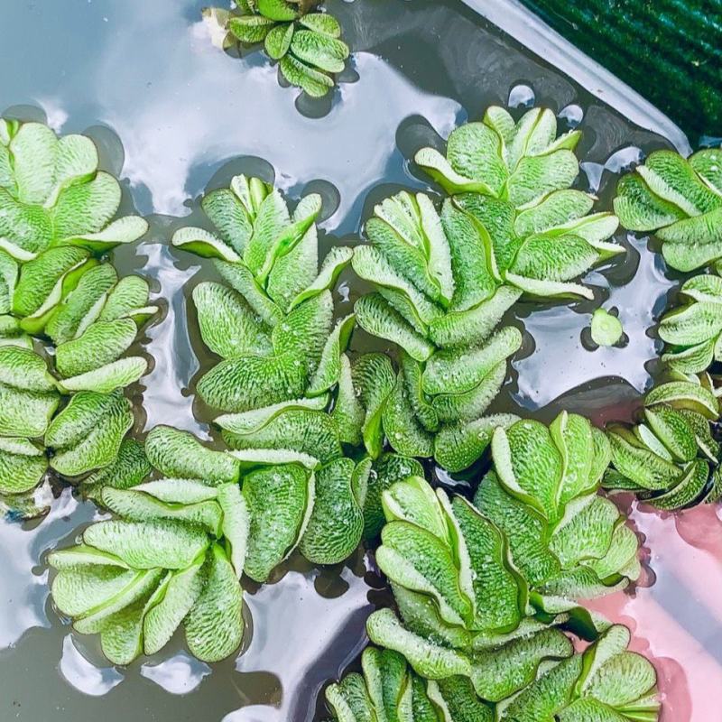 象耳萍水浮莲水养草水生植物池塘鱼缸造景养殖净化水质水培花