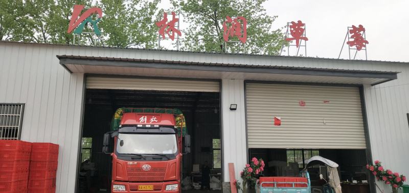 奶油草莓文集天仙醉草莓即将上市颗粒饱满圆润口感香甜