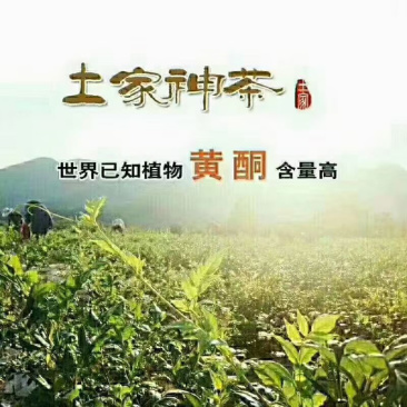 霉茶