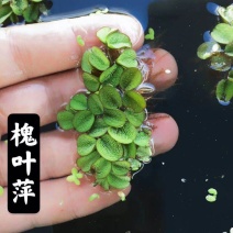 槐叶浮萍生态鱼缸微景造景装饰水培植物净化水质活体浮性水草