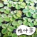 槐叶浮萍生态鱼缸微景造景装饰水培植物净化水质活体浮性水草