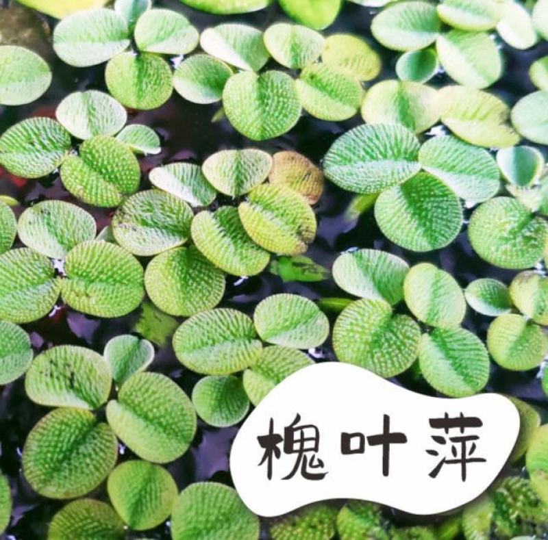 槐叶浮萍生态鱼缸微景造景装饰水培植物净化水质活体浮性水草