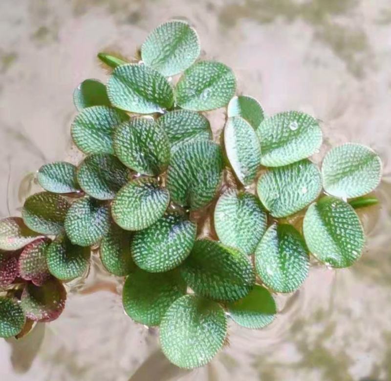 槐叶浮萍生态鱼缸微景造景装饰水培植物净化水质活体浮性水草