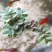 槐叶浮萍生态鱼缸微景造景装饰水培植物净化水质活体浮性水草