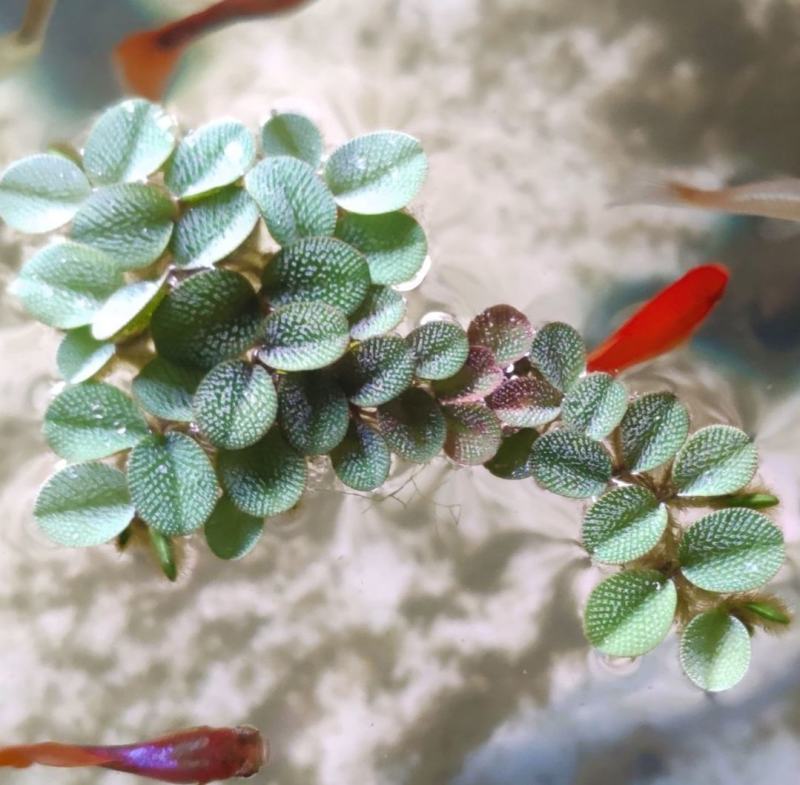 槐叶浮萍生态鱼缸微景造景装饰水培植物净化水质活体浮性水草