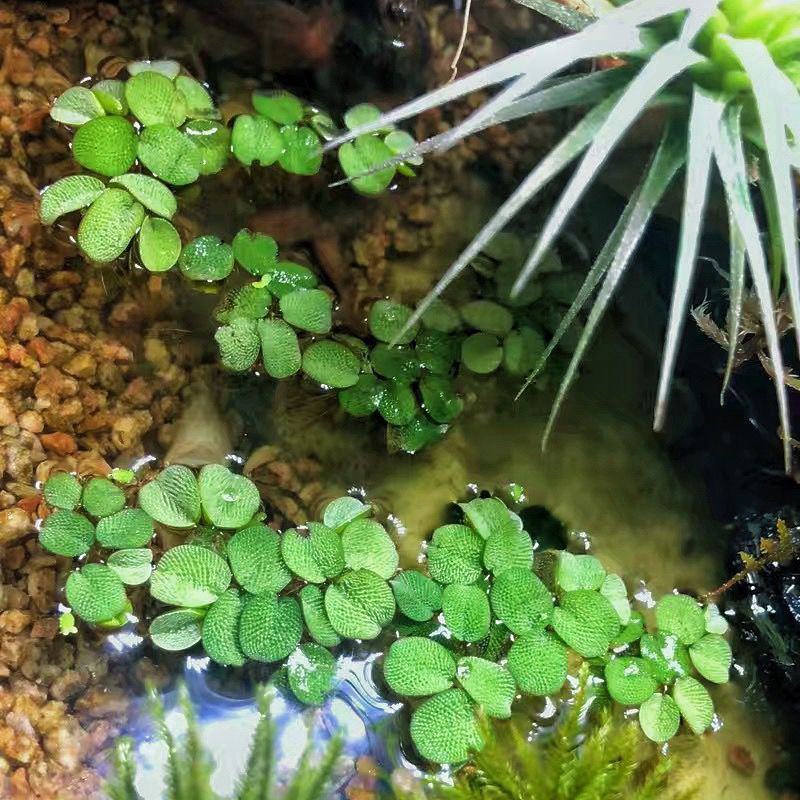 槐叶浮萍生态鱼缸微景造景装饰水培植物净化水质活体浮性水草