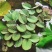 槐叶浮萍生态鱼缸微景造景装饰水培植物净化水质活体浮性水草