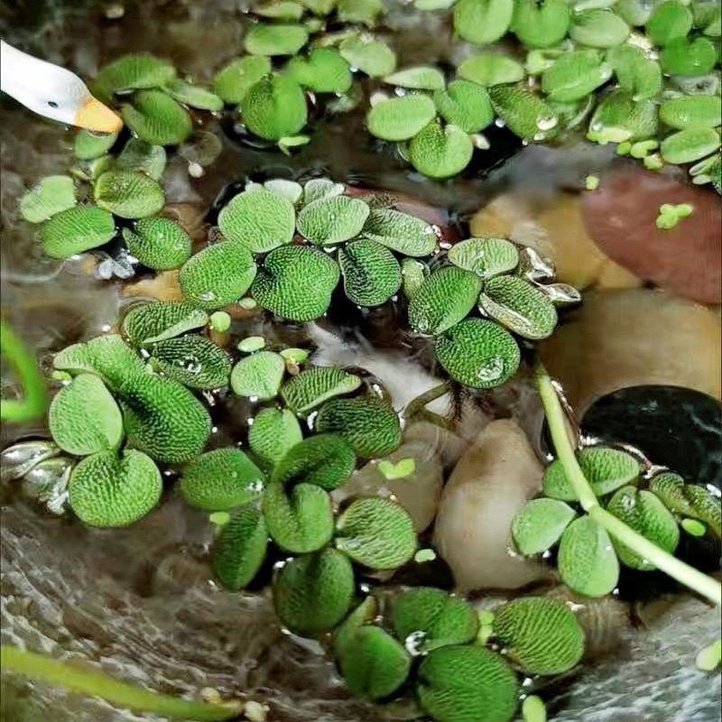 槐叶浮萍生态鱼缸微景造景装饰水培植物净化水质活体浮性水草