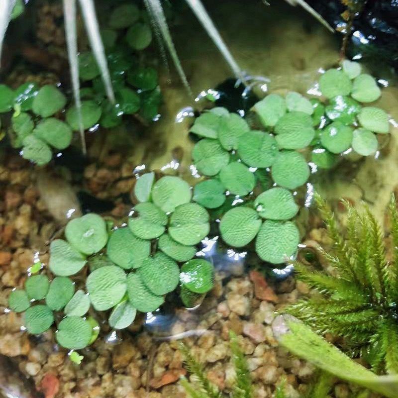 槐叶浮萍生态鱼缸微景造景装饰水培植物净化水质活体浮性水草