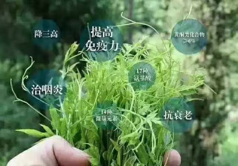 湖南湘西土家霉茶一手货源质量保证货源充足