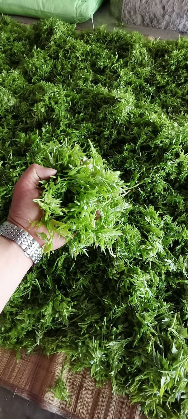 湖南湘西土家霉茶一手货源质量保证货源充足