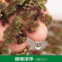满江红珊瑚萍小浮萍小青萍浮性水草水面水生植物养殖鱼虾净化