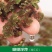 满江红珊瑚萍小浮萍小青萍浮性水草水面水生植物养殖鱼虾净化