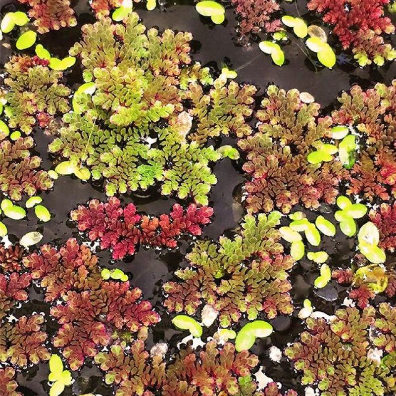 满江红珊瑚萍小浮萍小青萍浮性水草水面水生植物养殖鱼虾净化