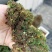 满江红珊瑚萍小浮萍小青萍浮性水草水面水生植物养殖鱼虾净化