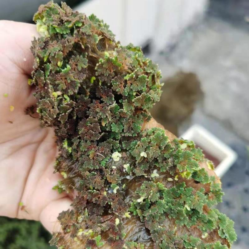 满江红珊瑚萍小浮萍小青萍浮性水草水面水生植物养殖鱼虾净化