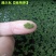 满江红珊瑚萍小浮萍小青萍浮性水草水面水生植物养殖鱼虾净化