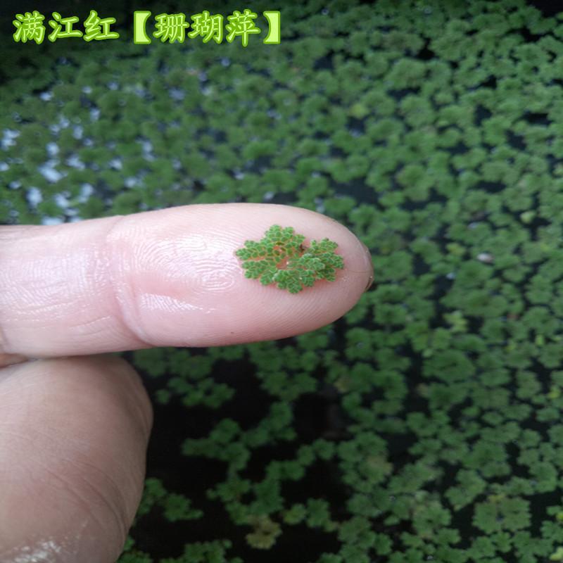 满江红珊瑚萍小浮萍小青萍浮性水草水面水生植物养殖鱼虾净化