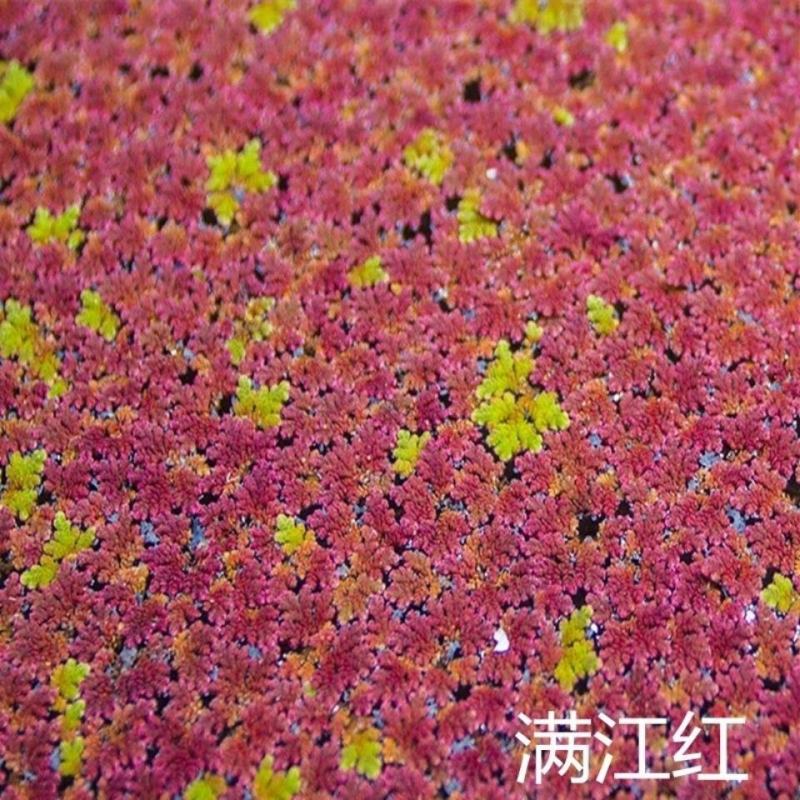 满江红珊瑚萍小浮萍小青萍浮性水草水面水生植物养殖鱼虾净化