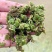 满江红珊瑚萍小浮萍小青萍浮性水草水面水生植物养殖鱼虾净化