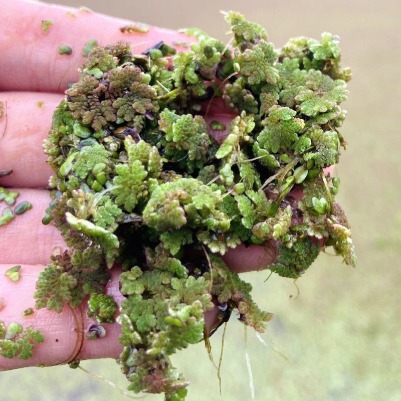 满江红珊瑚萍小浮萍小青萍浮性水草水面水生植物养殖鱼虾净化