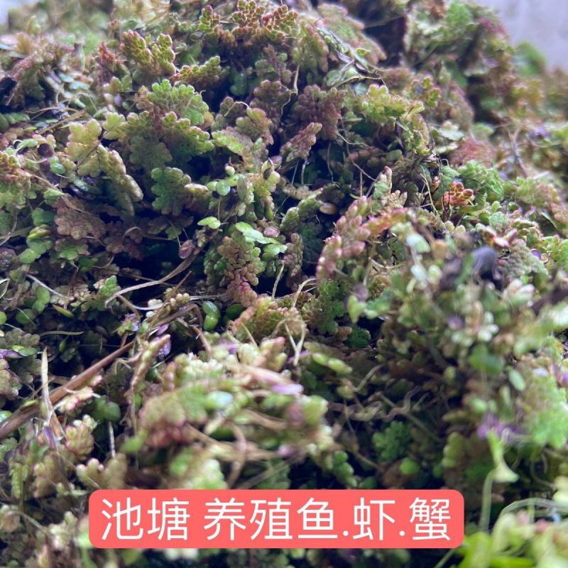 满江红珊瑚萍小浮萍小青萍浮性水草水面水生植物养殖鱼虾净化