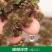满江红珊瑚萍小浮萍小青萍浮性水草水面水生植物养殖鱼虾净化