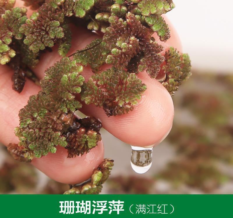 满江红珊瑚萍小浮萍小青萍浮性水草水面水生植物养殖鱼虾净化