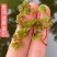 满江红珊瑚萍小浮萍小青萍浮性水草水面水生植物养殖鱼虾净化