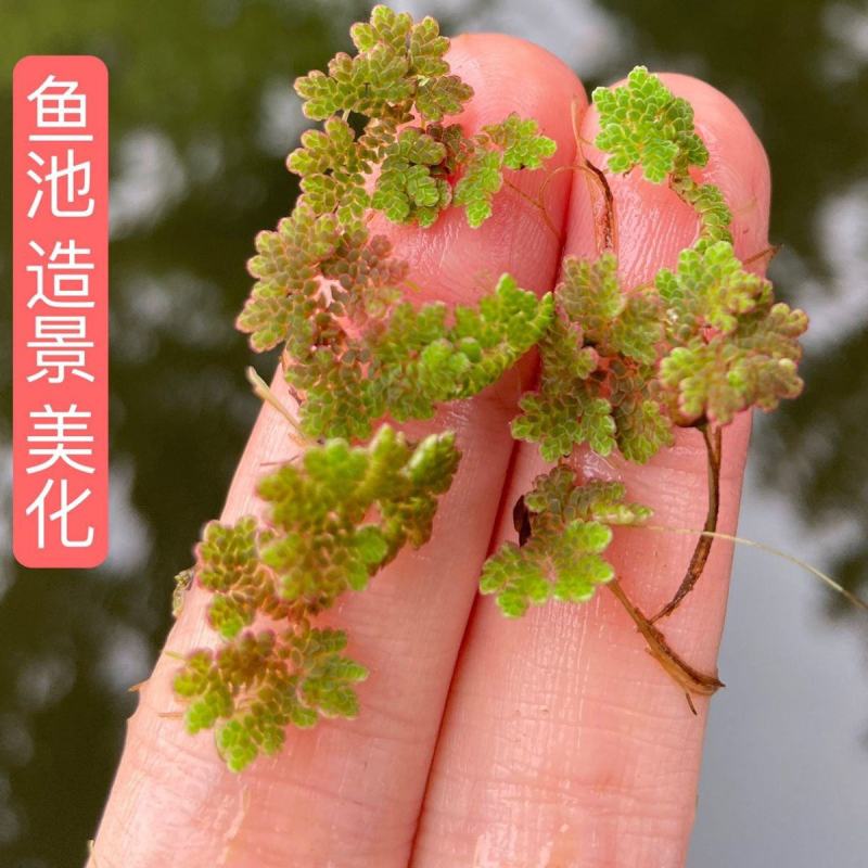 满江红珊瑚萍小浮萍小青萍浮性水草水面水生植物养殖鱼虾净化