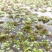 满江红珊瑚萍小浮萍小青萍浮性水草水面水生植物养殖鱼虾净化