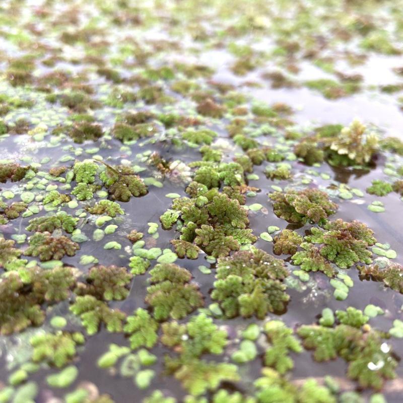 满江红珊瑚萍小浮萍小青萍浮性水草水面水生植物养殖鱼虾净化