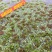 满江红珊瑚萍小浮萍小青萍浮性水草水面水生植物养殖鱼虾净化