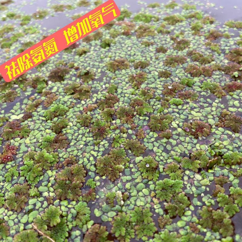 满江红珊瑚萍小浮萍小青萍浮性水草水面水生植物养殖鱼虾净化