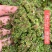 满江红珊瑚萍小浮萍小青萍浮性水草水面水生植物养殖鱼虾净化