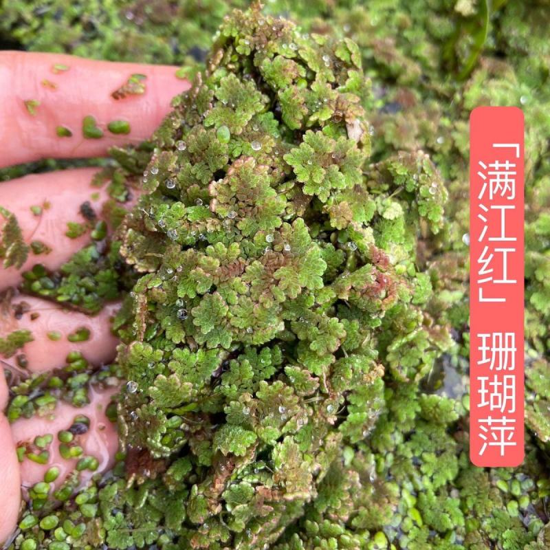 满江红珊瑚萍小浮萍小青萍浮性水草水面水生植物养殖鱼虾净化