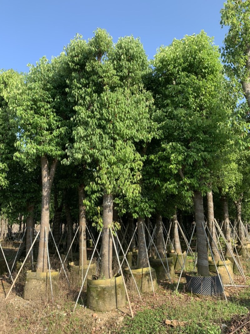 香樟