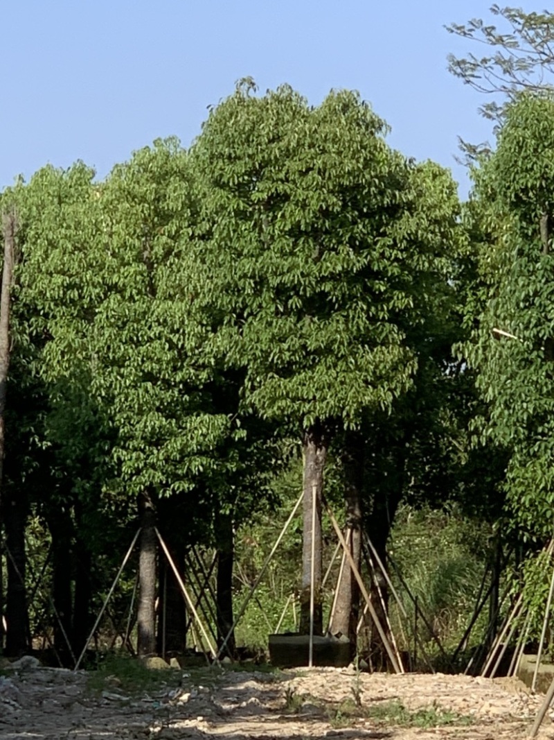 香樟