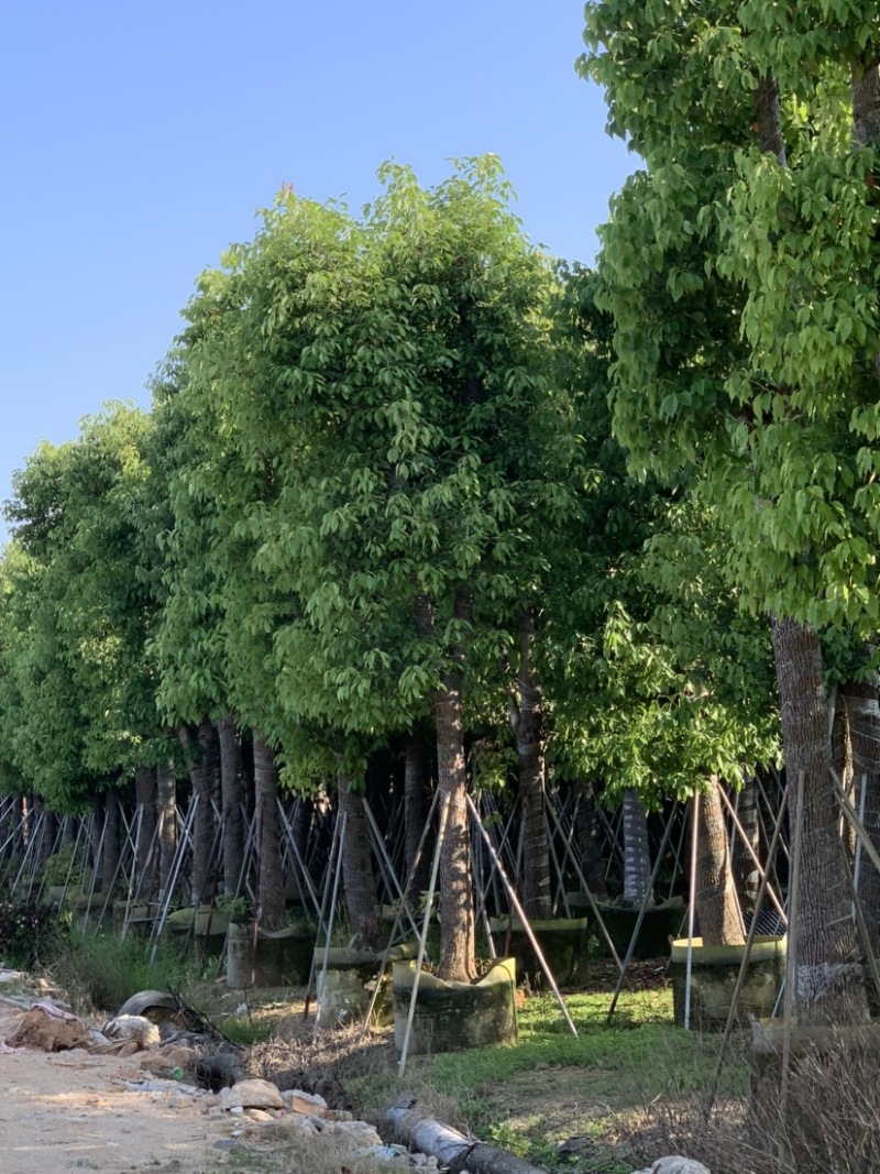 香樟