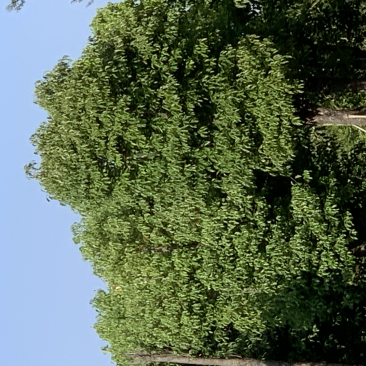 香樟