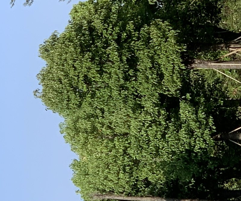 香樟
