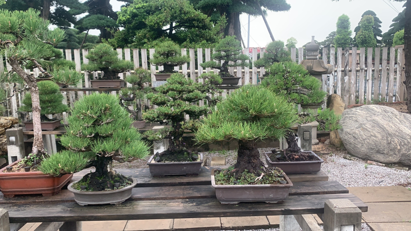 黑松