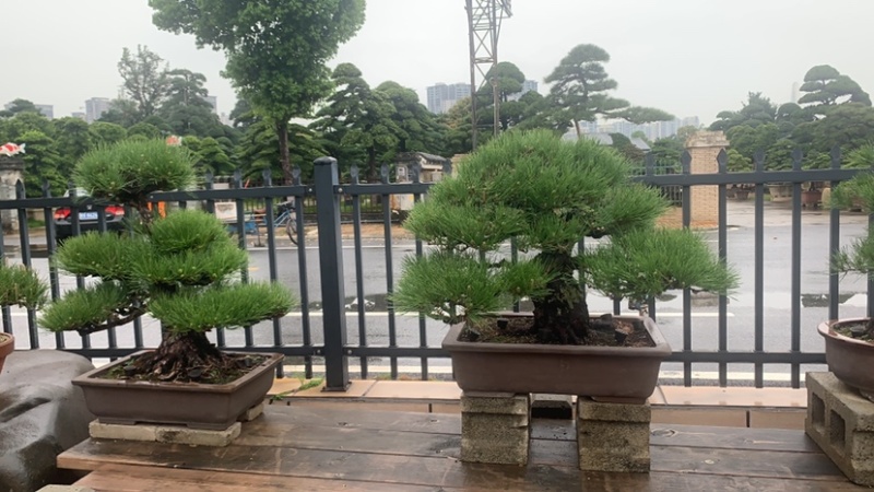 黑松