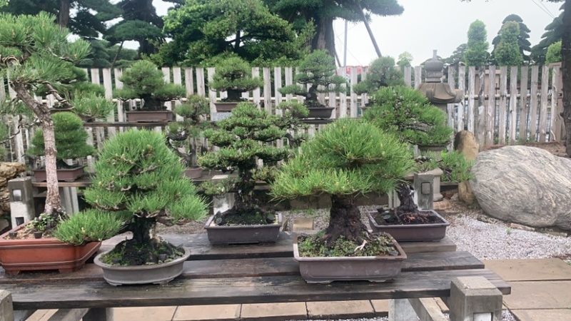 黑松