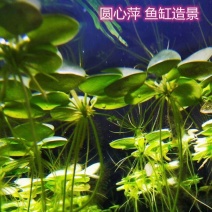 水草浮萍圆心萍净化水质水培绿植庭院办公室鱼虾龟缸造景漂浮