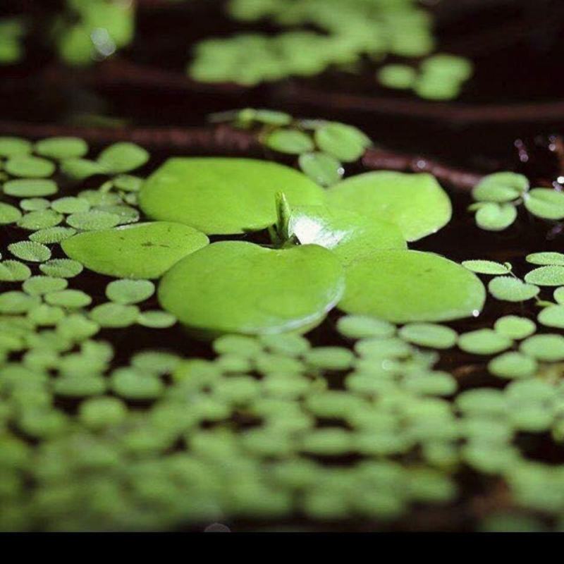 水草浮萍圆心萍净化水质水培绿植庭院办公室鱼虾龟缸造景漂浮