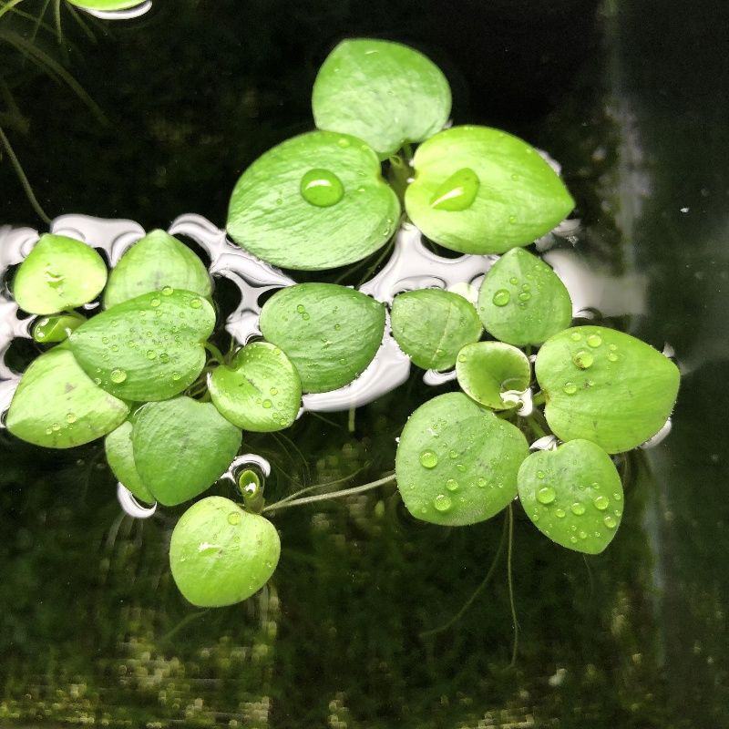水草浮萍圆心萍净化水质水培绿植庭院办公室鱼虾龟缸造景漂浮