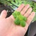 水草浮萍圆心萍净化水质水培绿植庭院办公室鱼虾龟缸造景漂浮