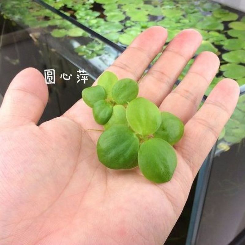 水草浮萍圆心萍净化水质水培绿植庭院办公室鱼虾龟缸造景漂浮
